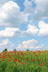 Poppies flower and sky with clouds countryside landscape