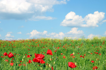 Poppies flower and sky with clouds landscape