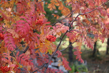 red autumn leaves
