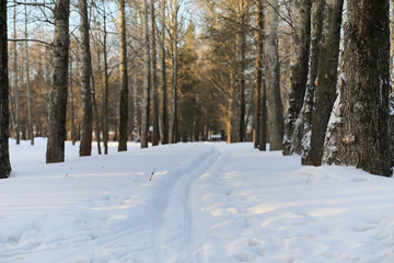 Winter landscape snow covered expanses. A park in the winter in the snow. Road on a winter day.