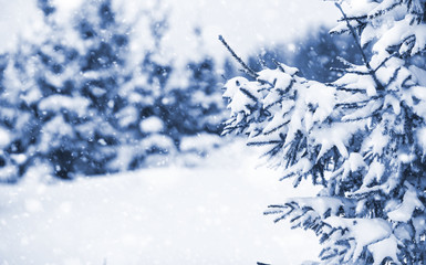 Fototapeta na wymiar Landscape in the winter day