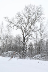 Winter landscape snow covered expanses. A park in the winter in the snow. Road on a winter day.