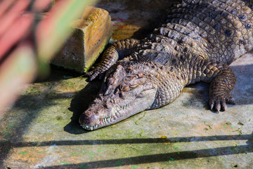 Crocodiles in the pool on a crocodile farm close-up.