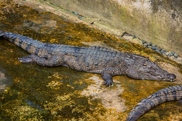 Crocodiles in the pool on a crocodile farm close-up.