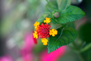 Unusual Umbelanterna or Lantana camara or Big sage or Wild sage or Red sage or White sage or Tickberry or West Indian lantana plant with colorful tubular shaped flowers arranged in clusters surrounded