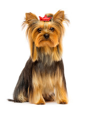 dog breed Yorkshire terrier on a white background