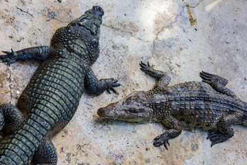 Crocodiles in the pool on a crocodile farm close-up.