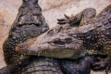 Crocodiles in the pool on a crocodile farm close-up.