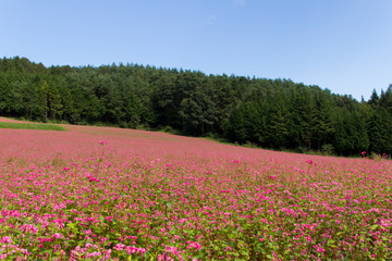 赤そばの里／長野県箕輪町