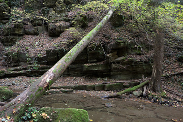 The trunk of a fallen tree over a stream in a narrow mountain gorge.