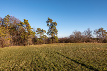 Pinus sylvestris Waldkiefer