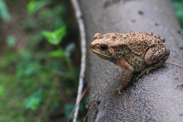 Toad, macro animal photography