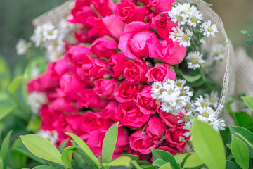 Wallpaper of flowers (roses) that are placed on chairs or wooden tables, to be displayed at festivals or on special occasions (Valentine, wedding, birthday, new year) 