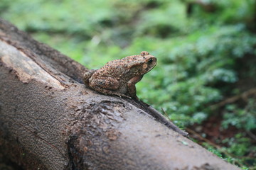 Toad, macro animal photography