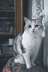 beautiful gray cat looks 