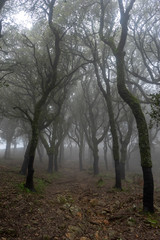 Parque natural de los Alcornocales en la provincia de Cádiz, Andalucía