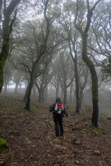 Obraz premium Senderista que se adentra en bosque entre la niebla