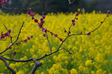 菜の花と梅
