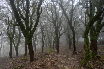 Parque natural de los Alcornocales en la provincia de Cádiz, Andalucía