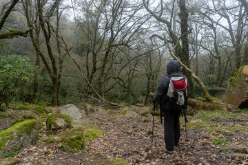 senderista caminando por un bosque