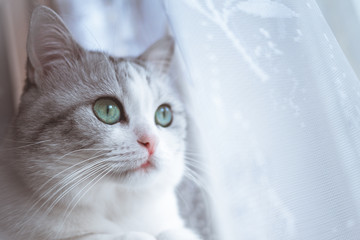 close-up of snout of  beautiful gray cat