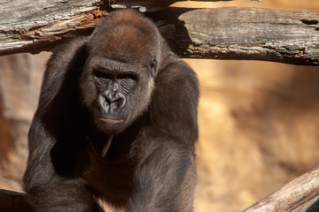 Animales salvajes, Gorila
