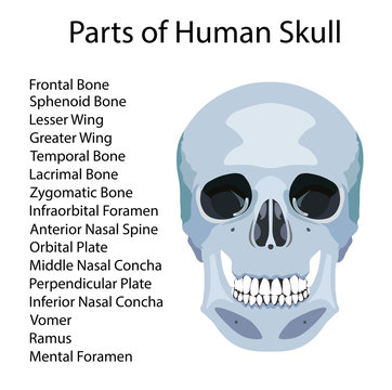 Parts of human skull, medical vector illustration