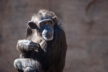 animales salvajes, Chimpancé