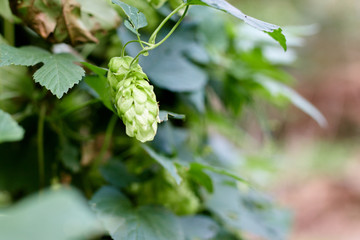Green fresh hop cones for making beer and bread close up