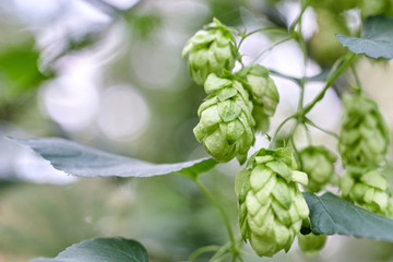 Green fresh hop cones for making beer and bread close up