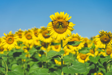 Sunflower (Helianthus annuus) Wearing black eye glasses. Sunflower blooming in the middle of the sunflower plantation Blaze in the background, bright sky