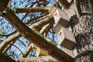 Special wooden bird feeders hang on pine tree branches in forest.