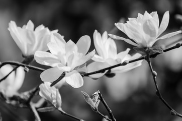 Obrazy na Szkle  Wiosenne kwiaty magnolii