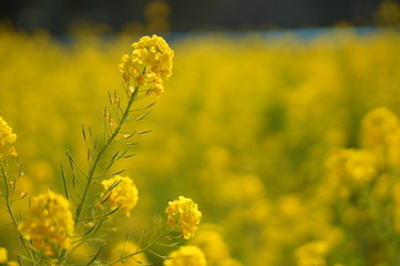 Fototapeta premium 日本の春の花