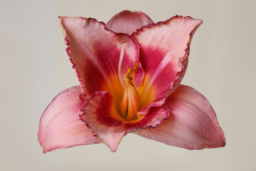 Fototapeta na wymiar Daylily flower of peach-pink color isolated on beige background.