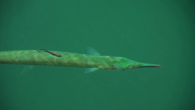 Needlefish under the sea surface