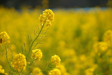 Obraz premium 日本の春の花
