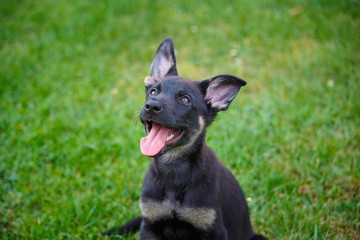 German shepherd puppy in the grass looking