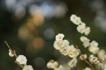 日本の春の花