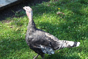 Turkey In The Sun, Fort Edmonton Park, Edmonton, Alberta