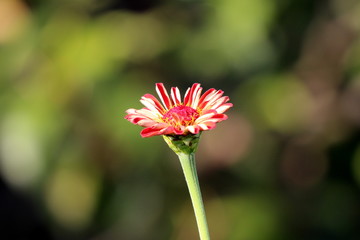 Zinnia flower with bright red petals just starting to open and bloom with bright yellow center and green leaves background growing in local garden on warm sunny day