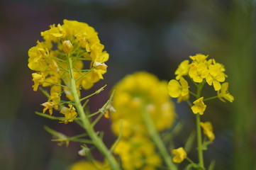 Obraz premium 日本の春の花