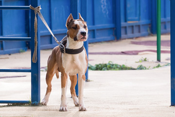 Big dog fighting breeds without a muzzle