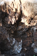 background wood natural centuries-old tree located in the Park, the colors in the spectrum of brown. textured pattern