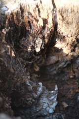 background wood natural centuries-old tree located in the Park, the colors in the spectrum of brown. textured pattern