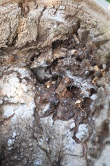 background wood natural centuries-old tree located in the Park, the colors in the spectrum of brown. textured pattern