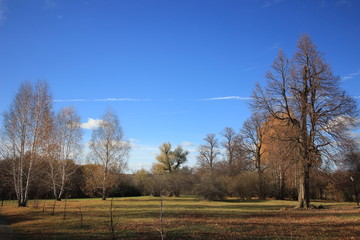 Obraz premium tree in the field