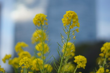 Obraz premium 日本の春の花
