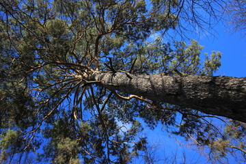 tree and blue sky
