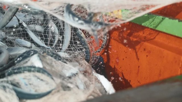 Fisherman getting fish from his net